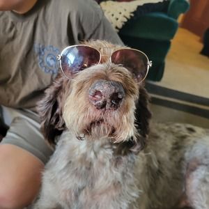 Meet your Posher, Dillion